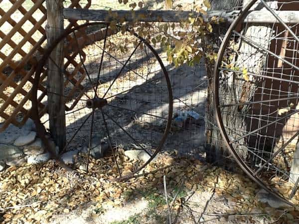 three antique hay rake wheels