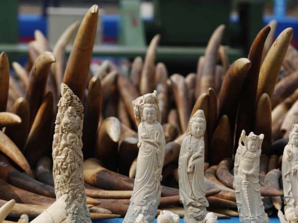 How to Sell Ivory Antiques Legally? (An Ultimate Guide for 2022)