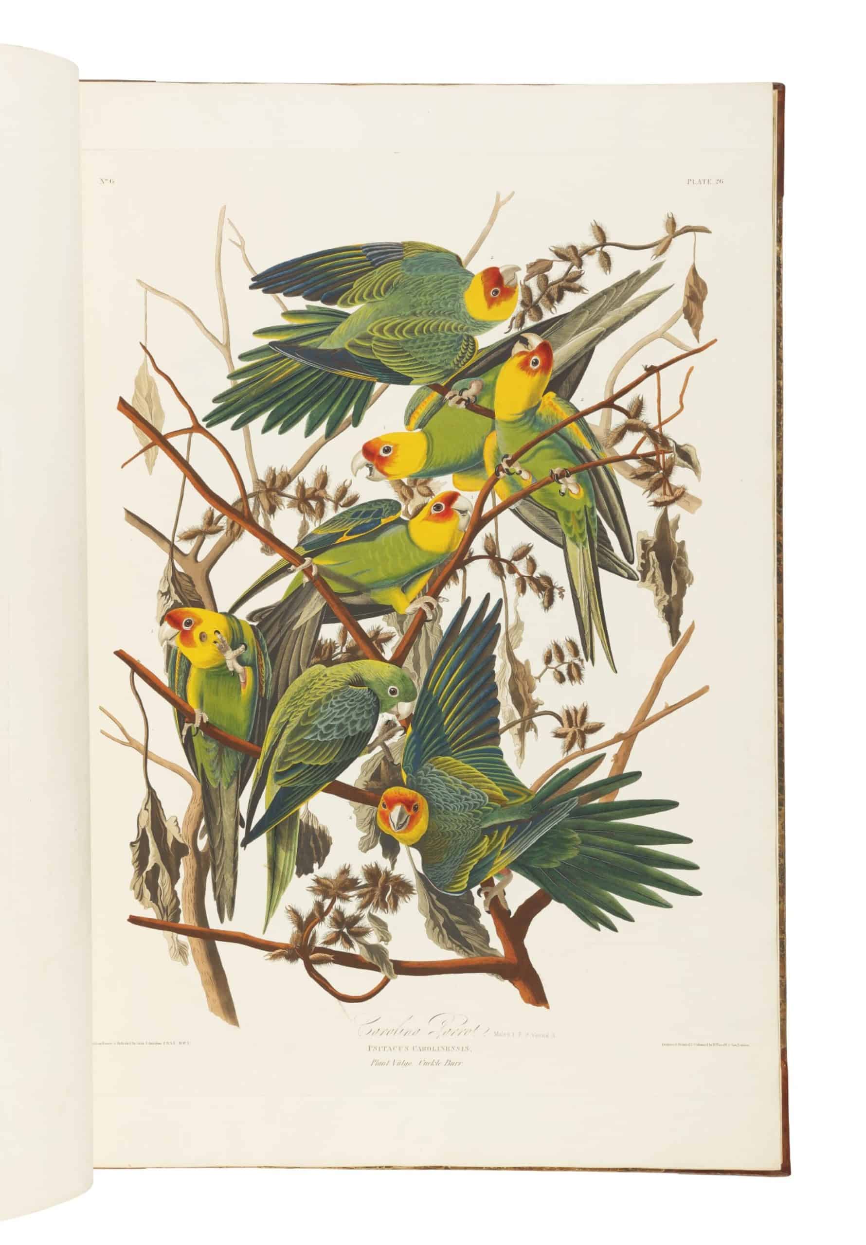 “The Birds of America from Original Drawings” by John James Audubon